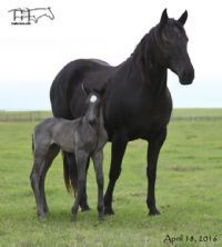 Black Valentine's 2016 Colt -SOLD